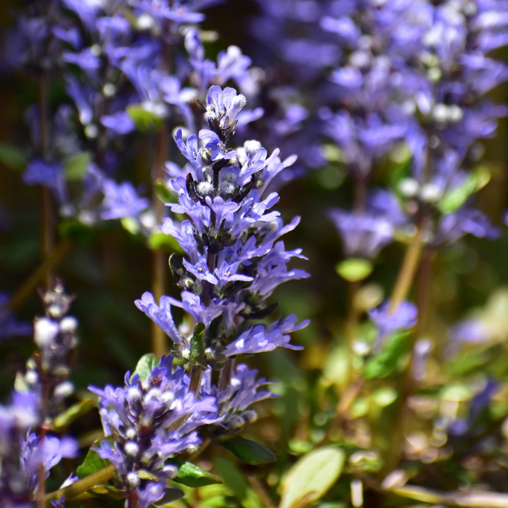 Bugle rampante - Ajuga tenorii Chocolate Chip (Valfredda)