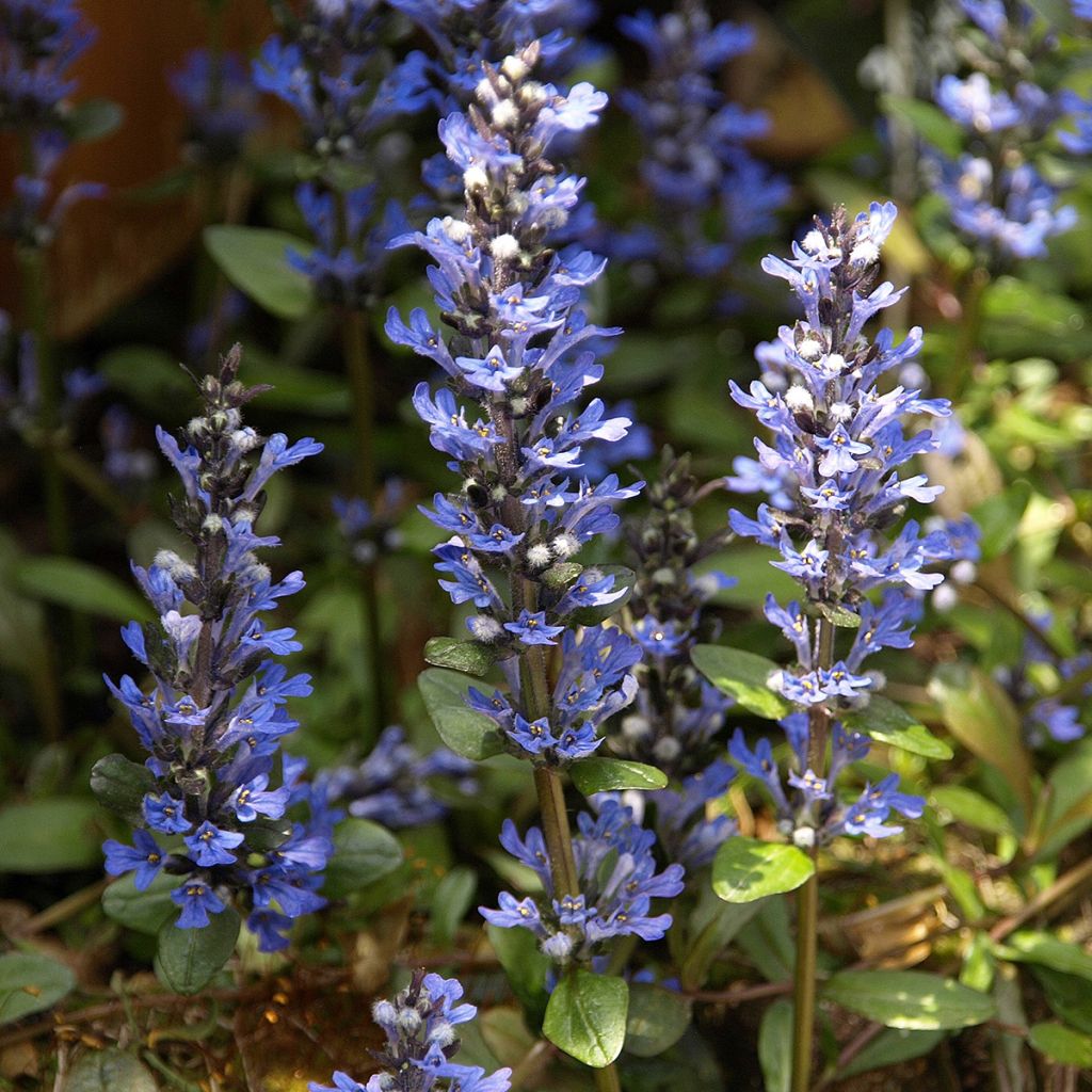 Bugle rampante - Ajuga tenorii Chocolate Chip (Valfredda)