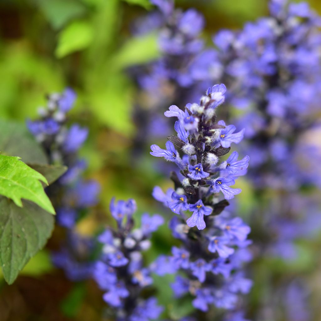 Bugle rampante - Ajuga tenorii Chocolate Chip (Valfredda)