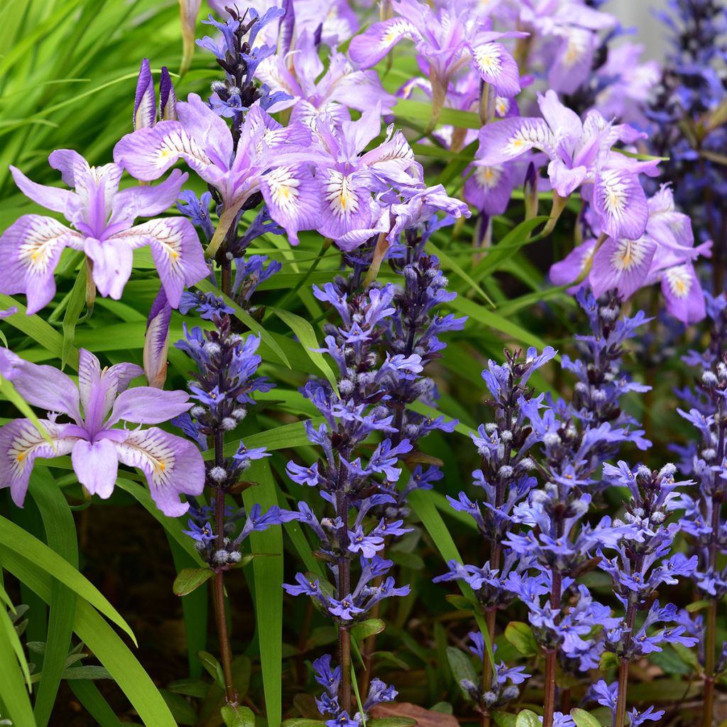 Bugle rampante - Ajuga tenorii Chocolate Chip (Valfredda)