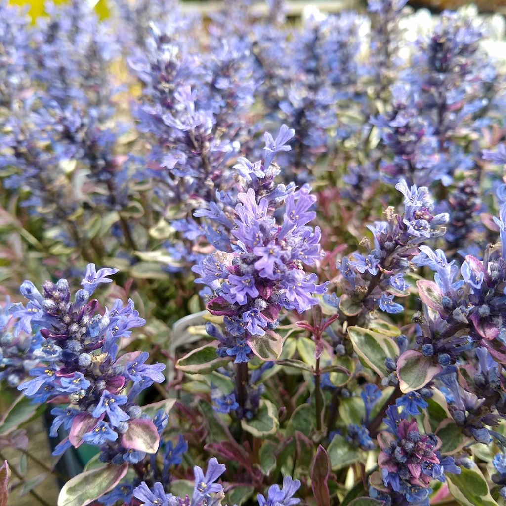 Bugle rampante - Ajuga tenorii Dixie Chip