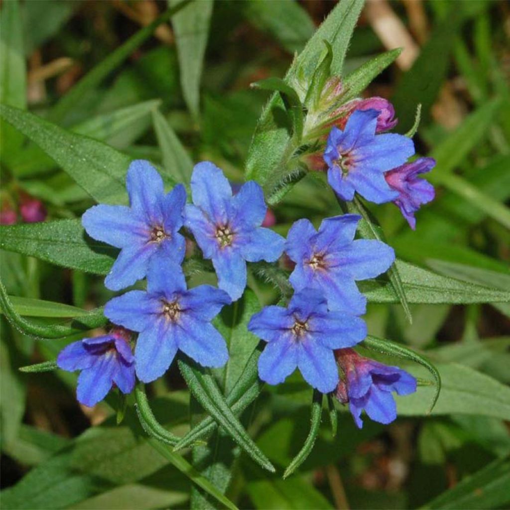 Buglossoides purpurocaerulea - Grémil pourpre bleu