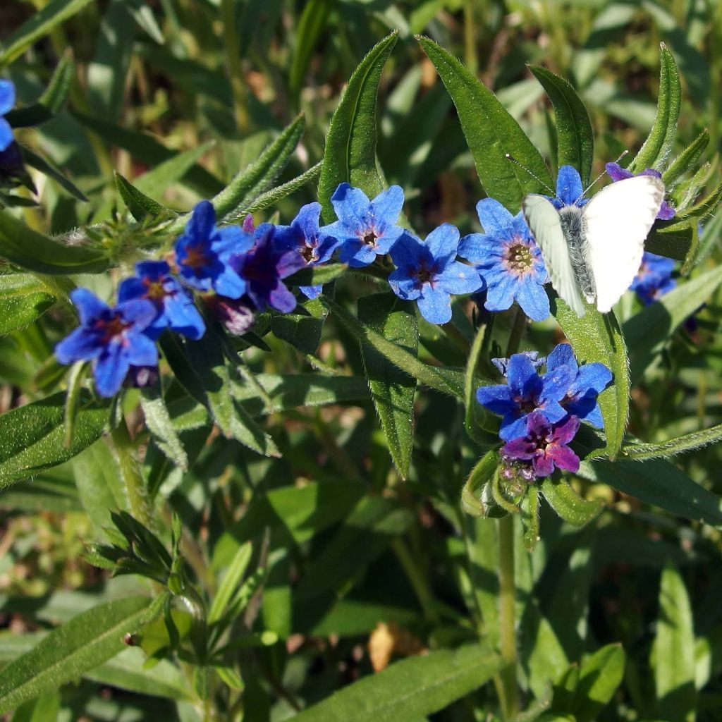 Buglossoides purpurocaerulea - Grémil pourpre bleu