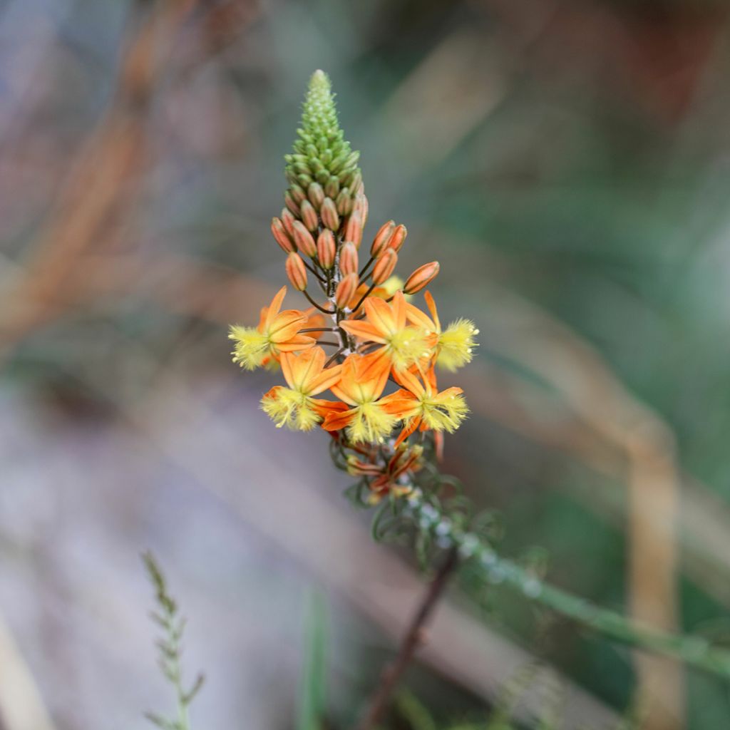 Bulbine frutescens - Bulbine jaune