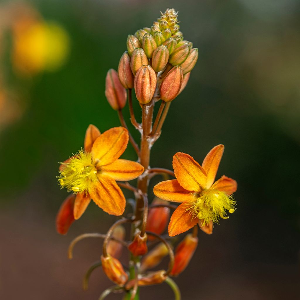 Bulbine frutescens - Bulbine jaune