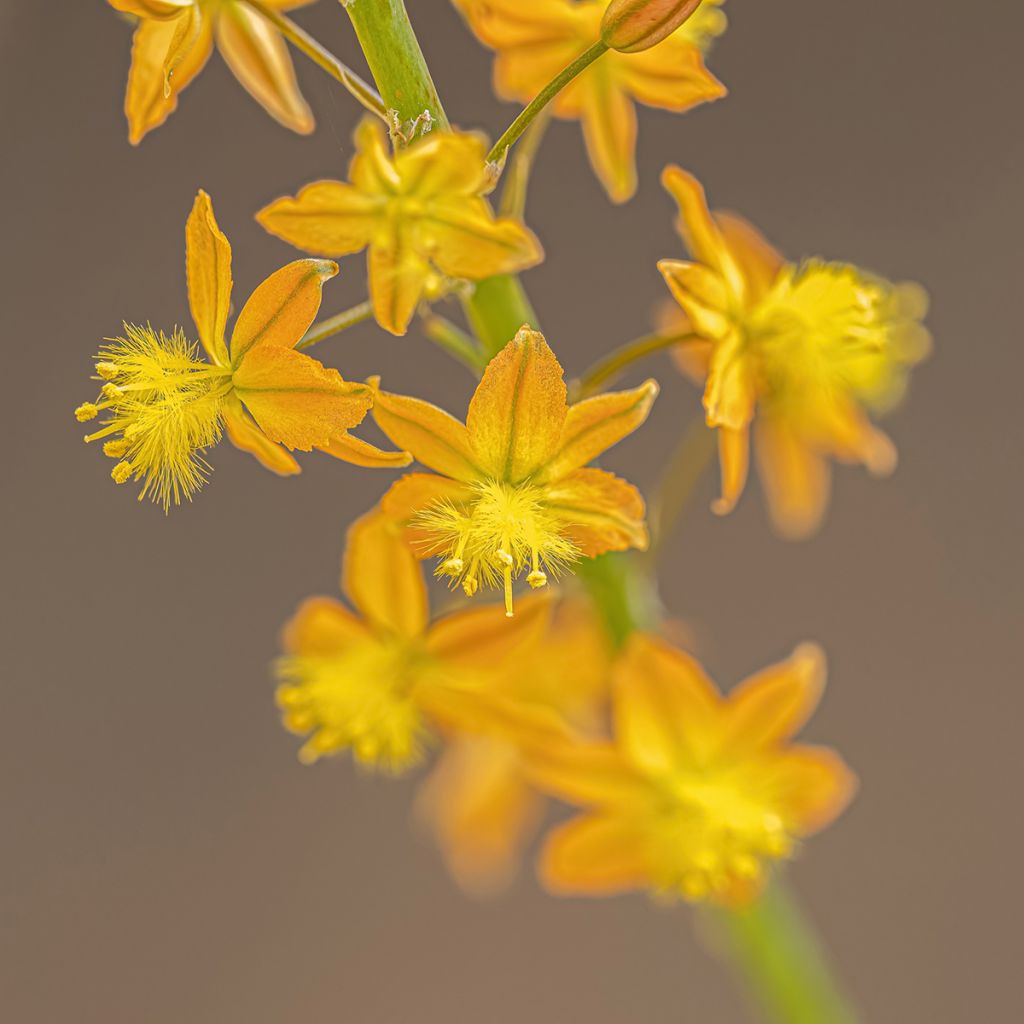 Bulbine frutescens - Bulbine jaune