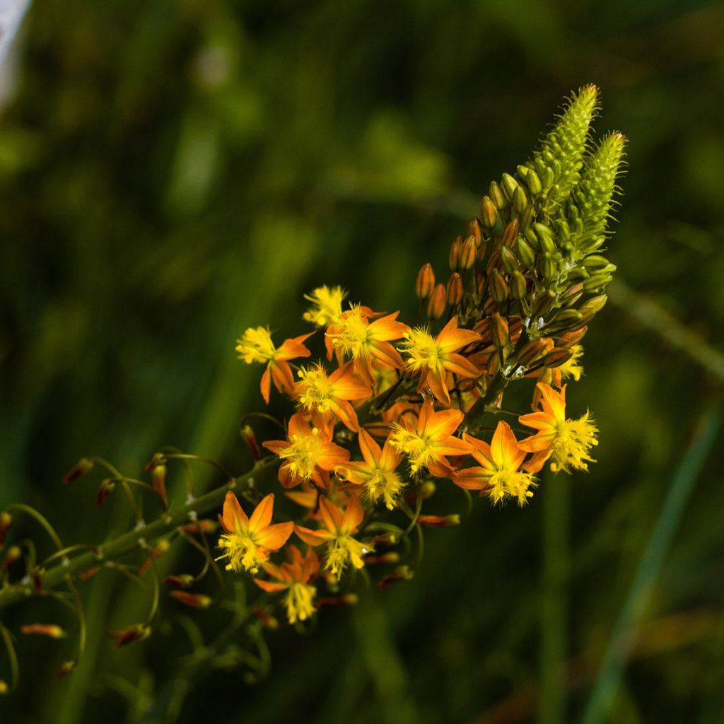 Bulbine frutescens - Bulbine jaune