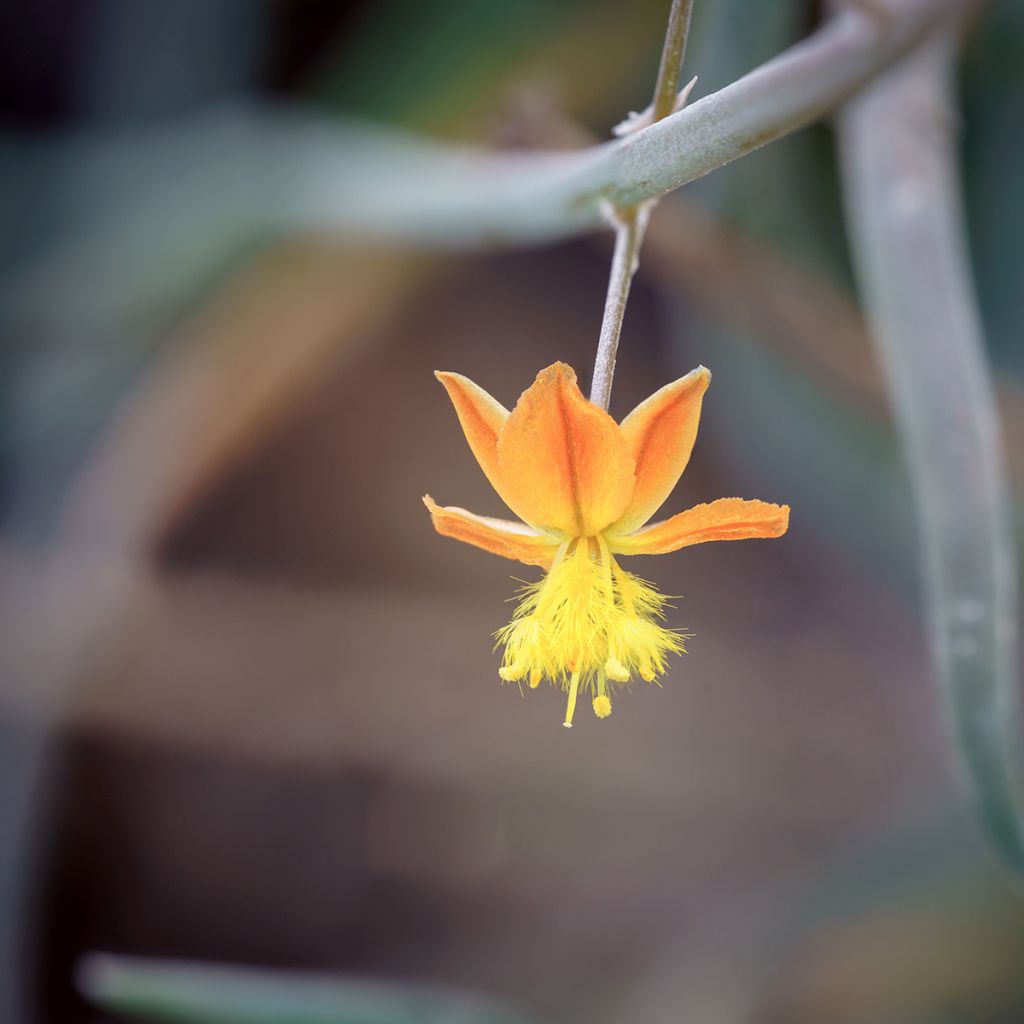 Bulbine frutescens - Bulbine jaune