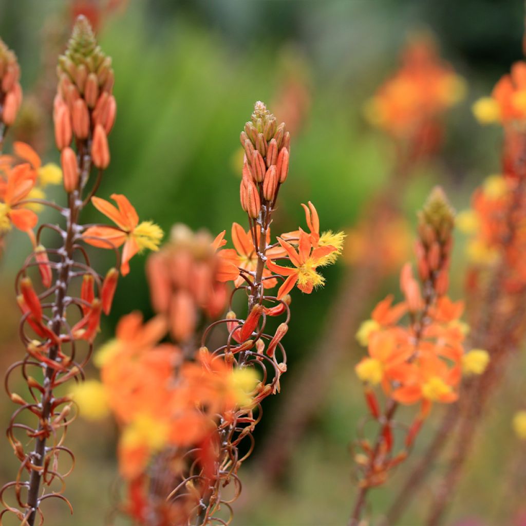 Bulbine frutescens Hallmarck