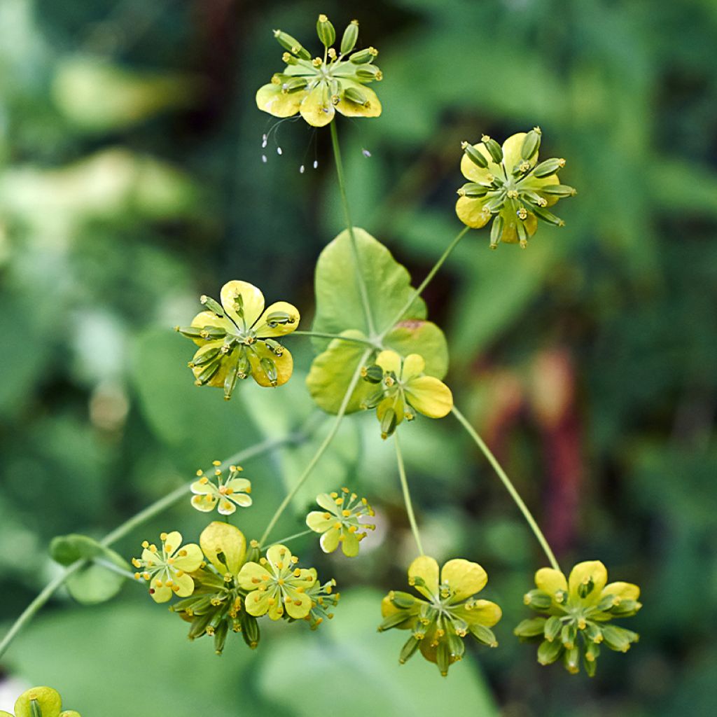 Bupleurum falcatum - Buplèvre en faux