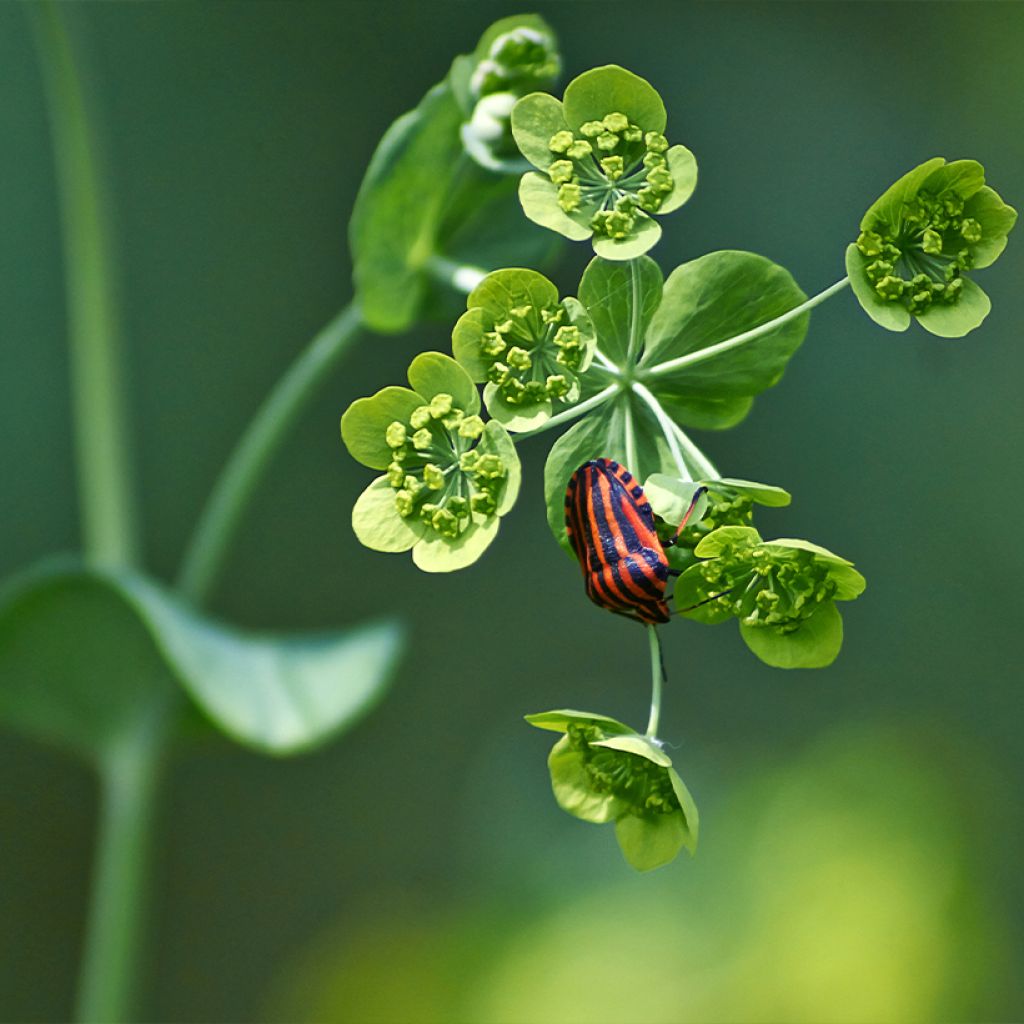 Bupleurum falcatum - Buplèvre en faux