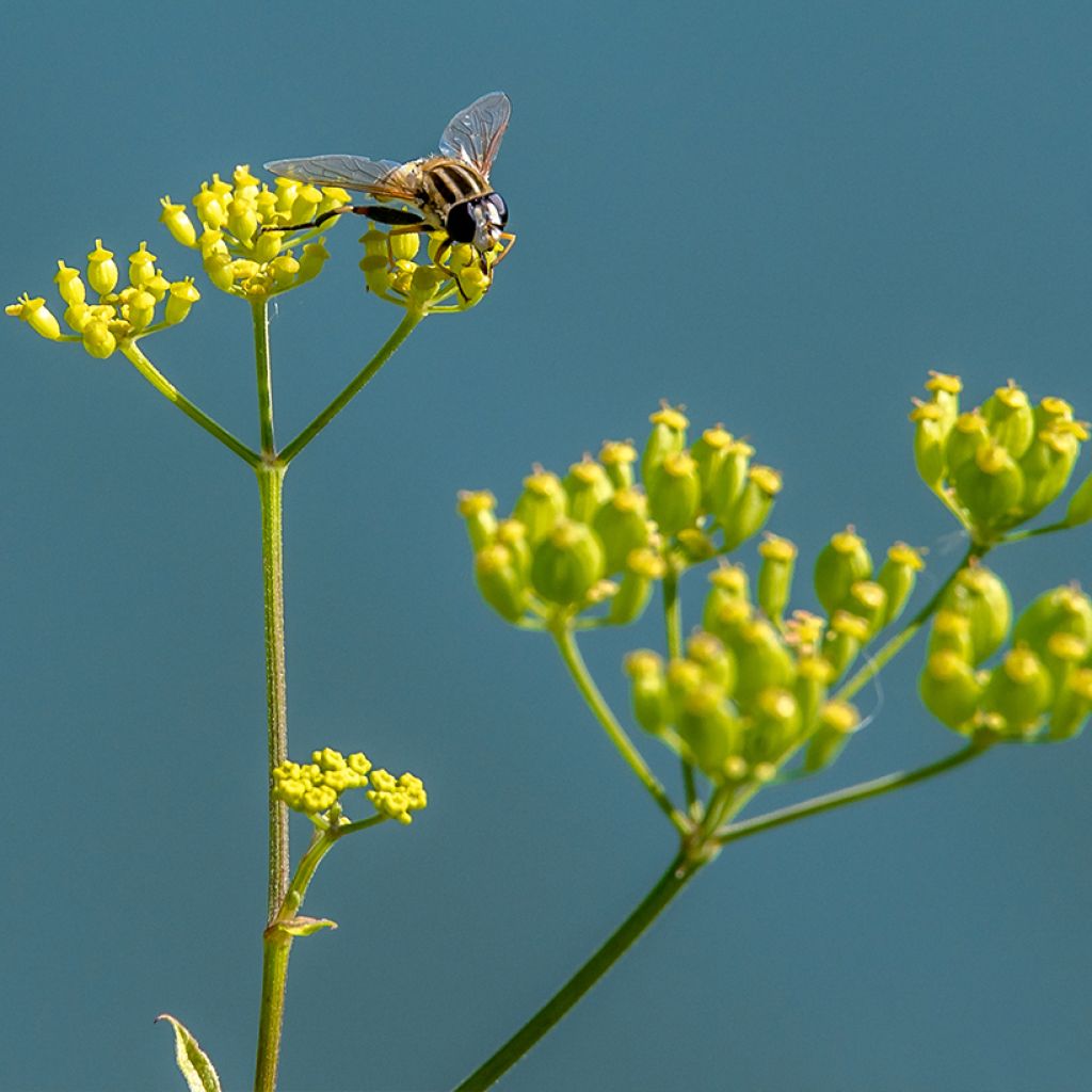 Bupleurum falcatum - Buplèvre en faux