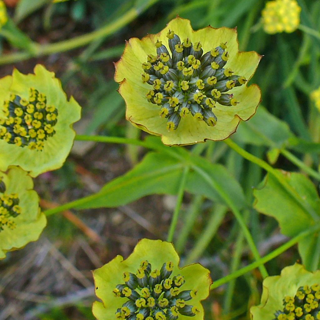 Buplèvre, Bupleurum ranunculoïdes