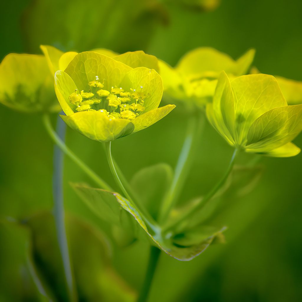 Buplèvre, Bupleurum longifolium ssp. aureum