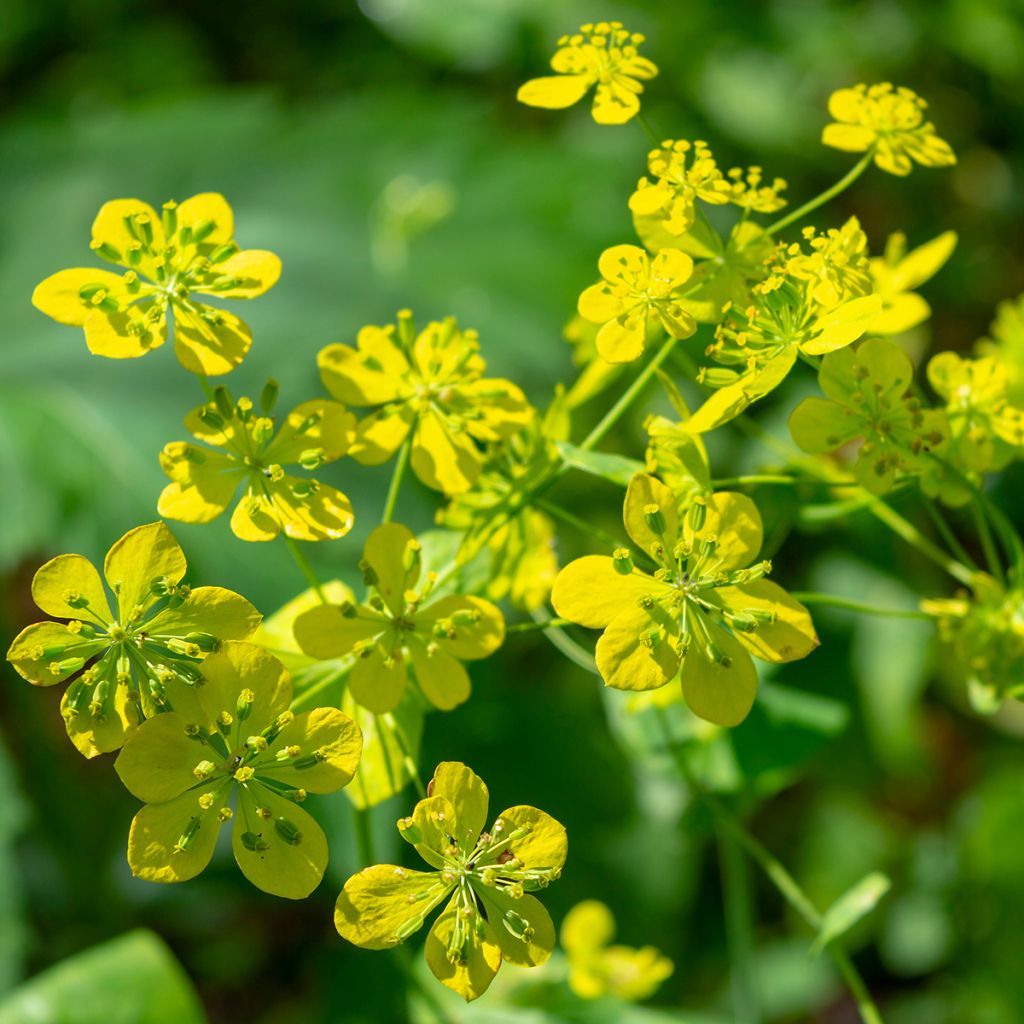 Buplèvre, Bupleurum longifolium ssp. aureum