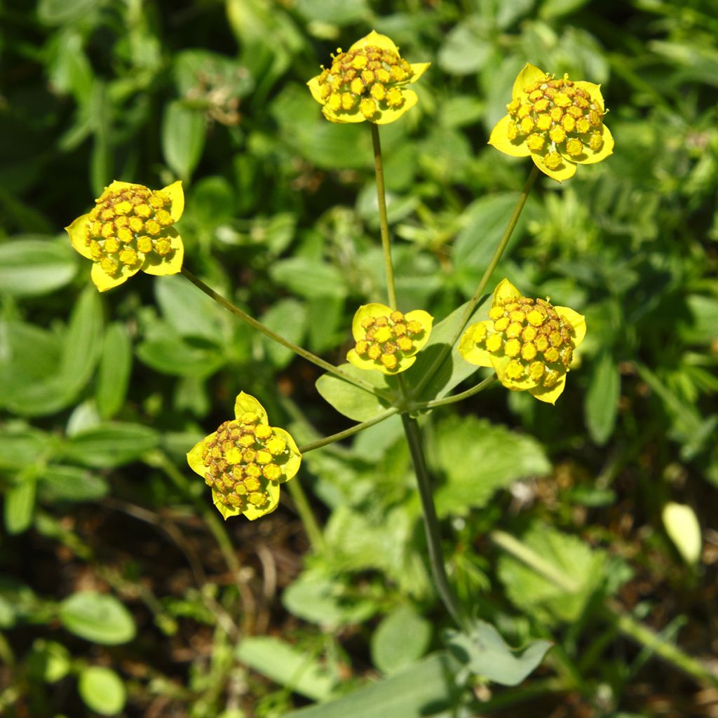 Buplèvre, Bupleurum ranunculoïdes