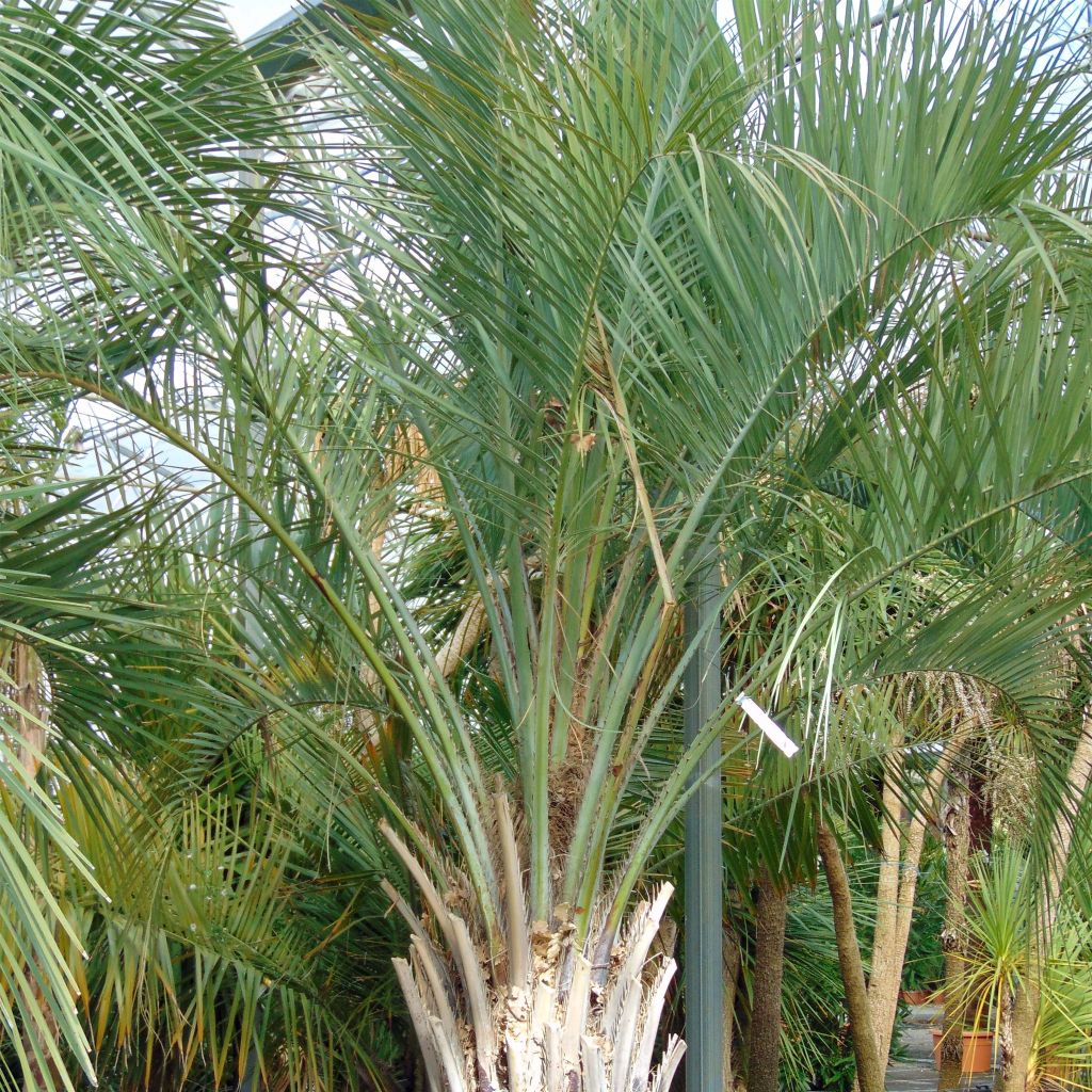 Palmier à vin - Butia capitata pot de 3L