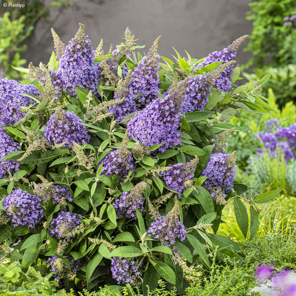 Buddleja davidii Butterfly Lila Sweetheart - Arbre aux papillons nain violet