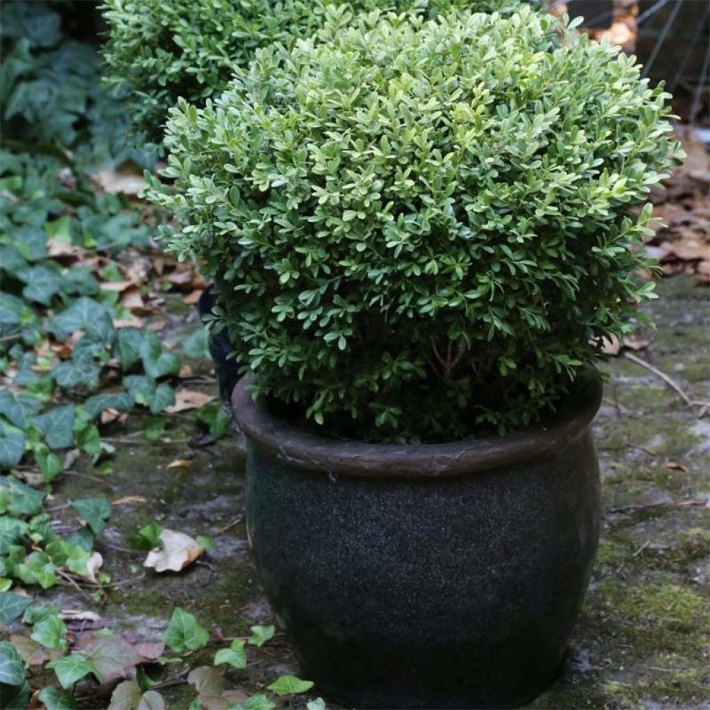 Buis - Buxus microphylla Rococo