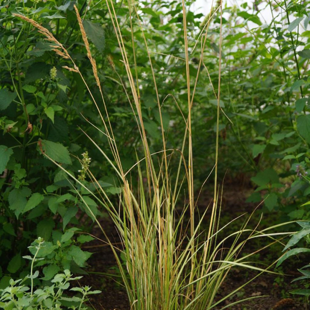 Calamagrostis acutiflora Eldorado
