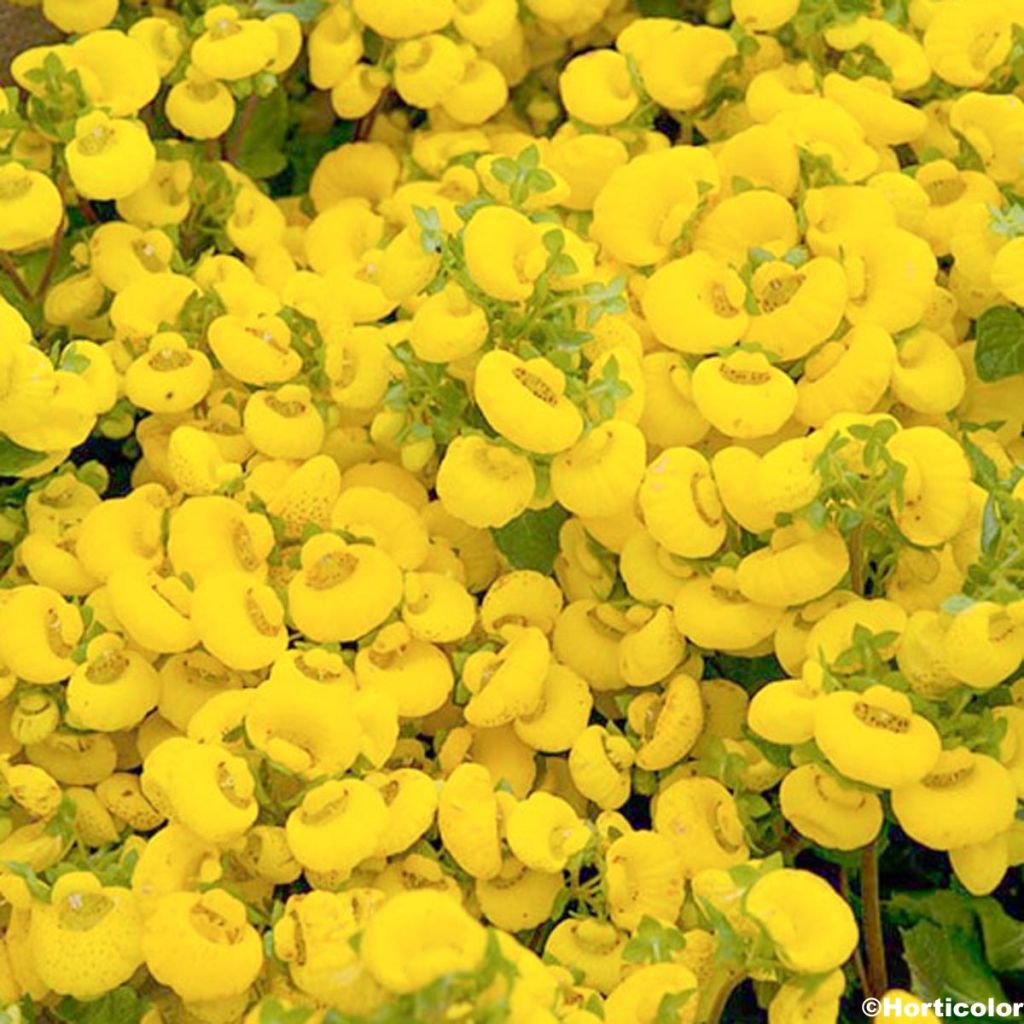 Calceolaire, Calceolaria biflora