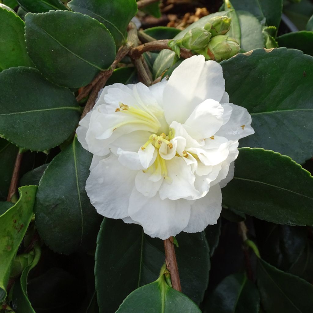Camélia d'automne - Camellia sasanqua Waterfall White