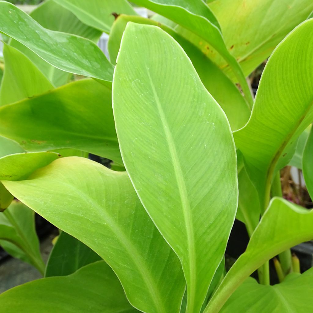 Canna edulis - Canna comestible, Balisier rouge