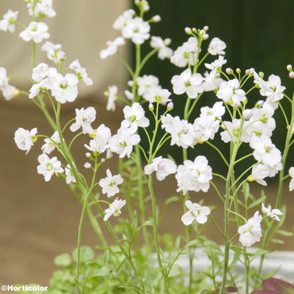 Cardamine pratensis Flore Pleno, Cresson des près