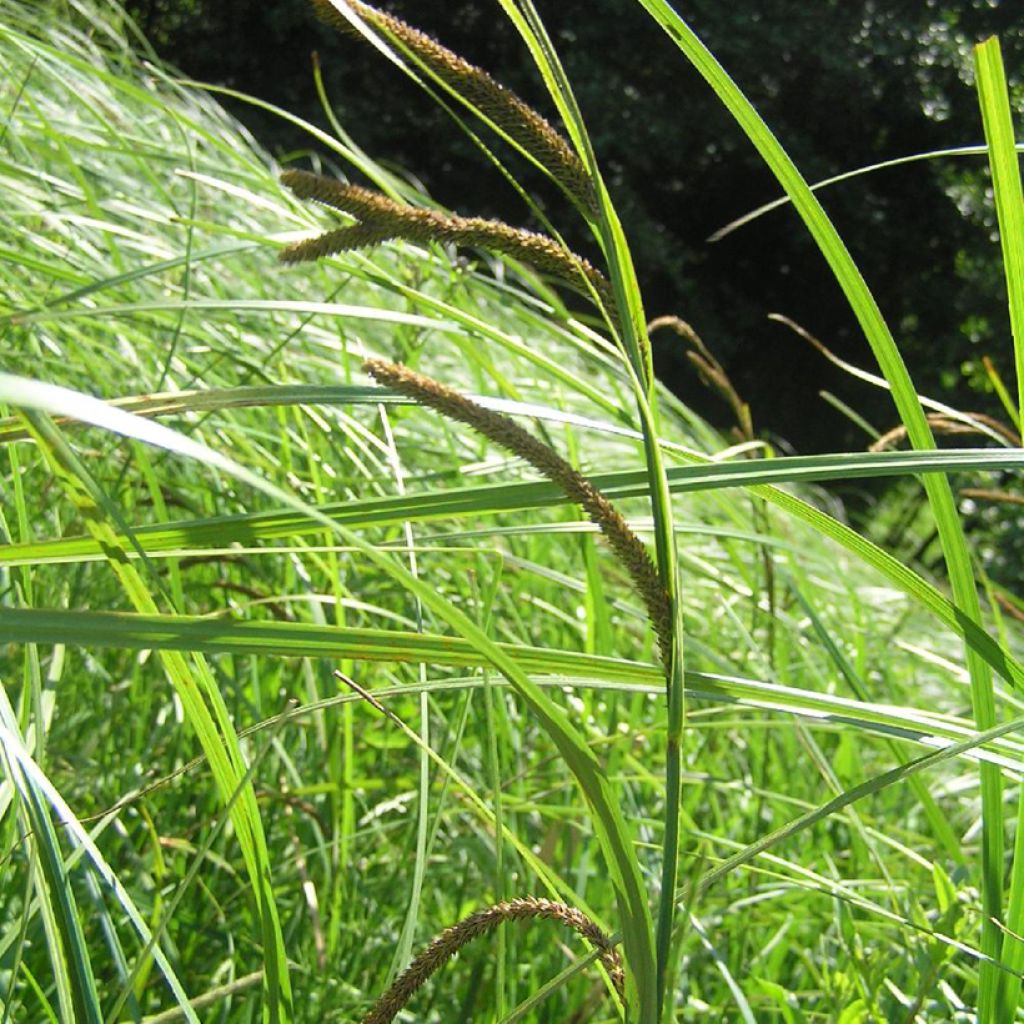 Carex acuta - Laîche aiguë