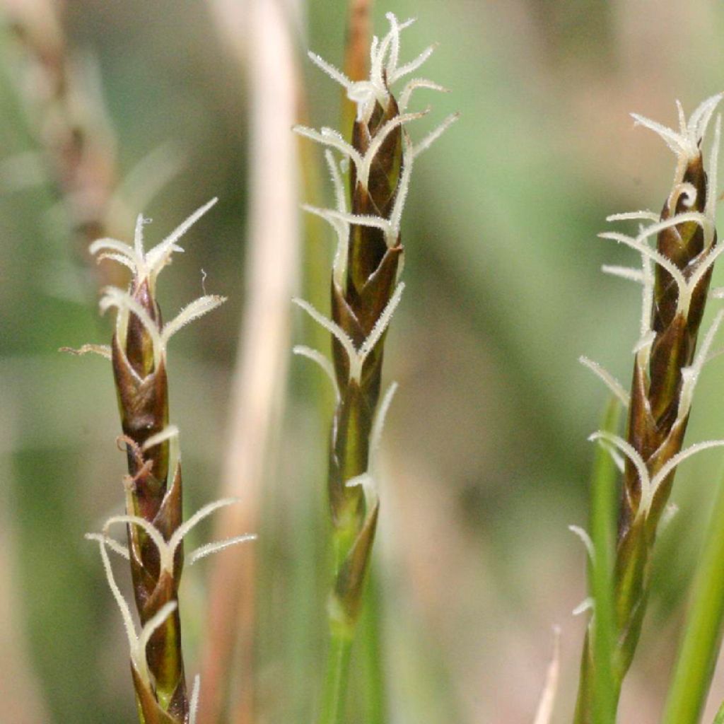 Carex davalliana - Laîche de Davall