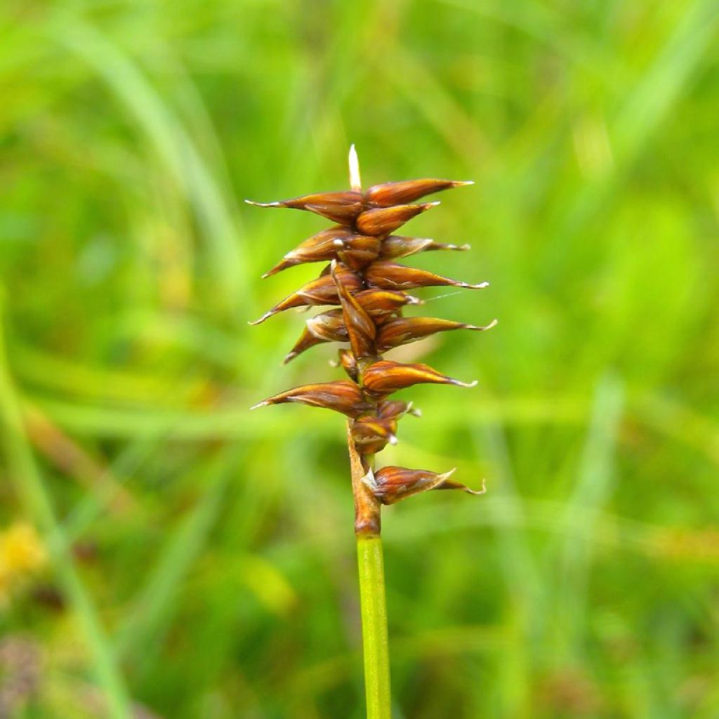 Carex davalliana - Laîche de Davall