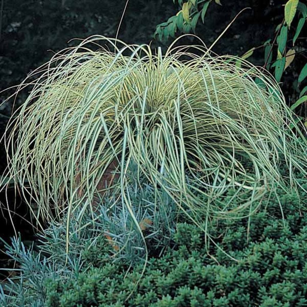 Carex oshimensis Evergold - Laîche