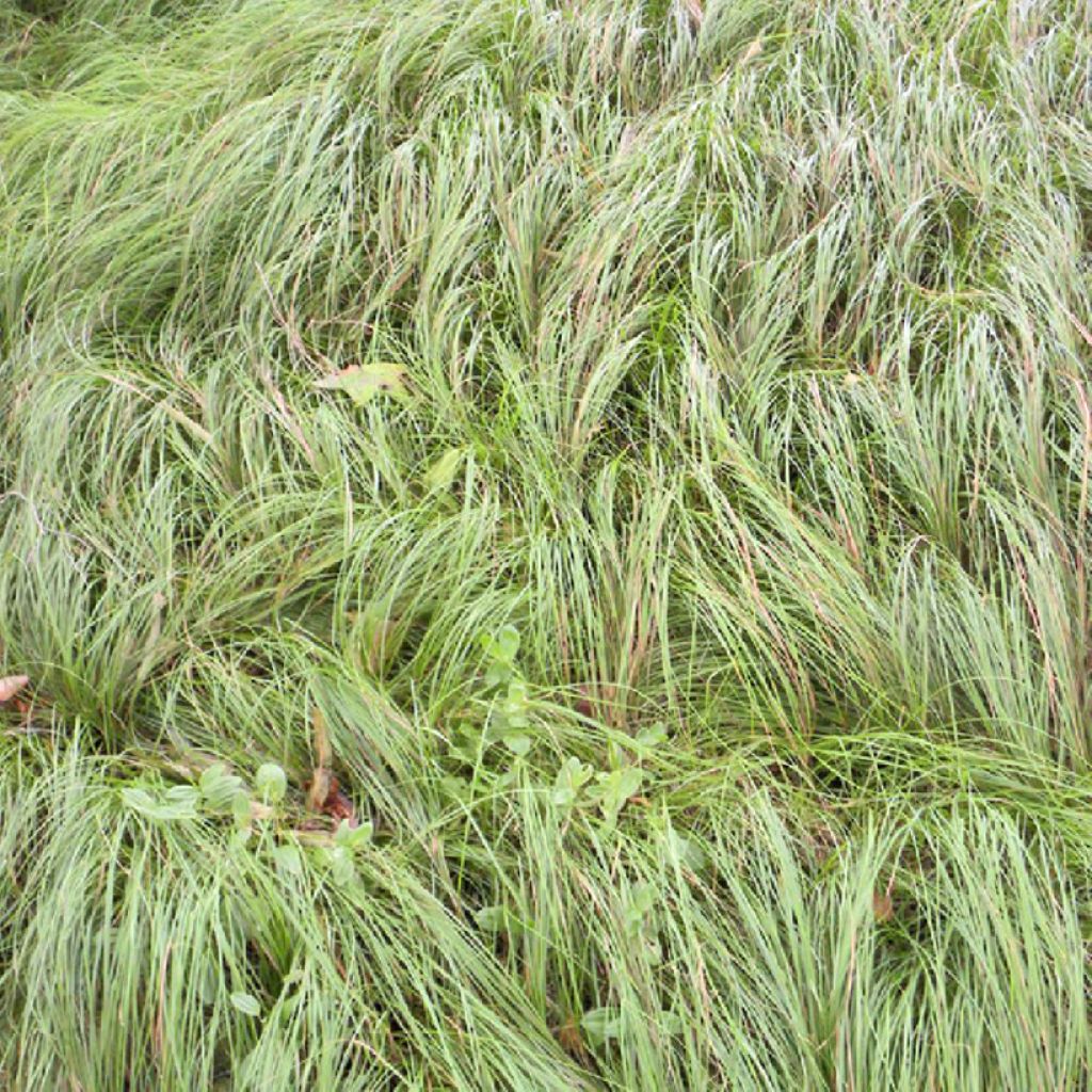 Carex pensylvanica - Carex ou Laîche de Pennsylvanie