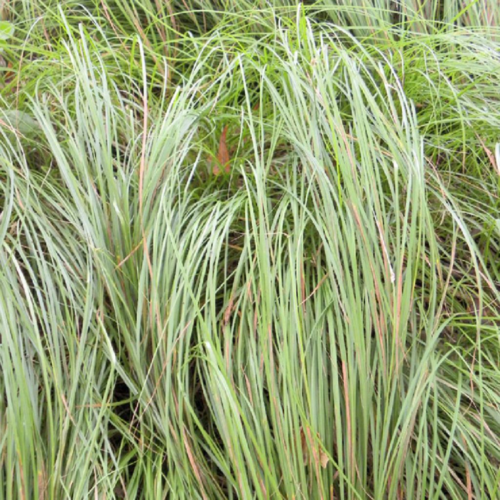 Carex pensylvanica - Carex ou Laîche de Pennsylvanie