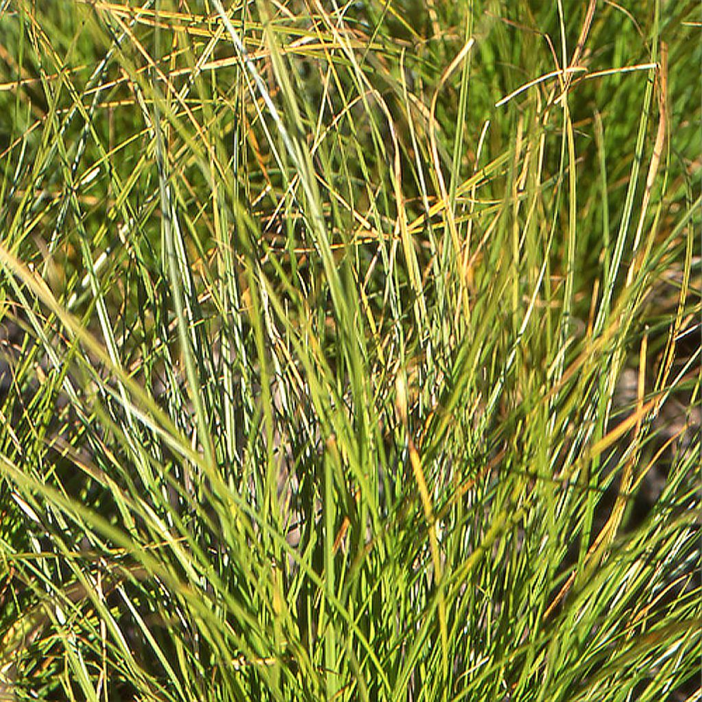 Carex secta - Laîche