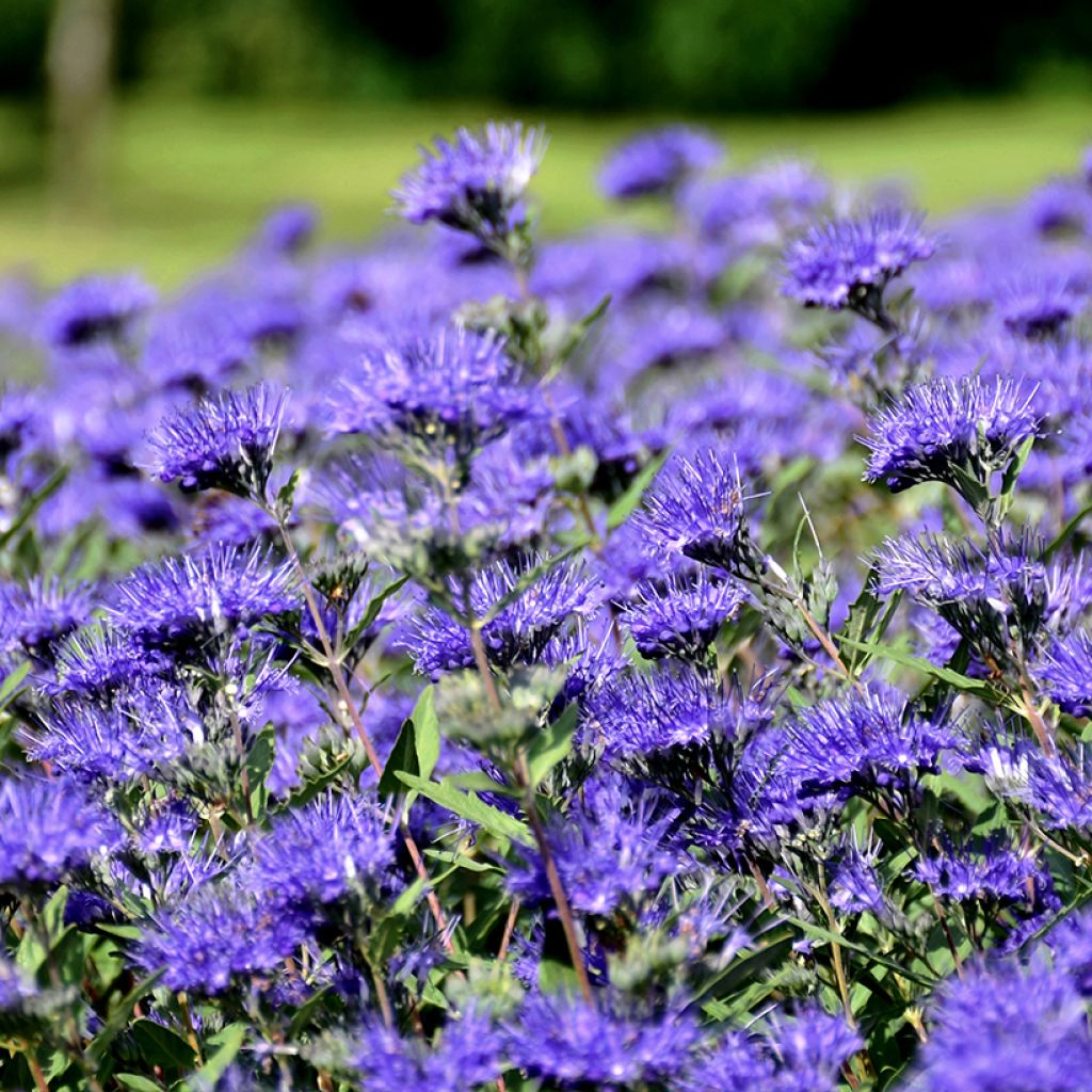 Caryopteris clandonensis Kew Blue - Spirée bleue