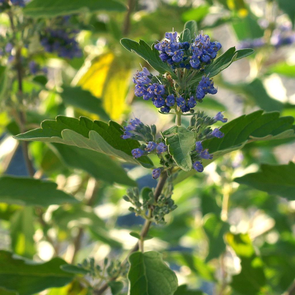 Caryopteris clandonensis Kew Blue - Spirée bleue