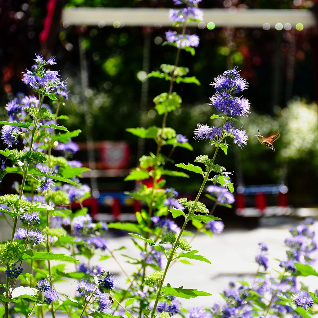 Caryopteris clandonensis Kew Blue - Spirée bleue