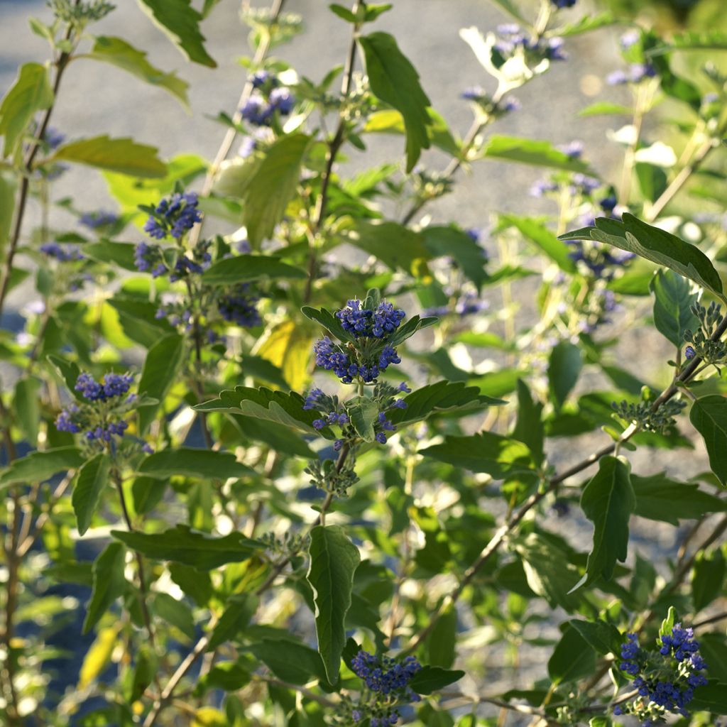 Caryopteris clandonensis Kew Blue - Spirée bleue