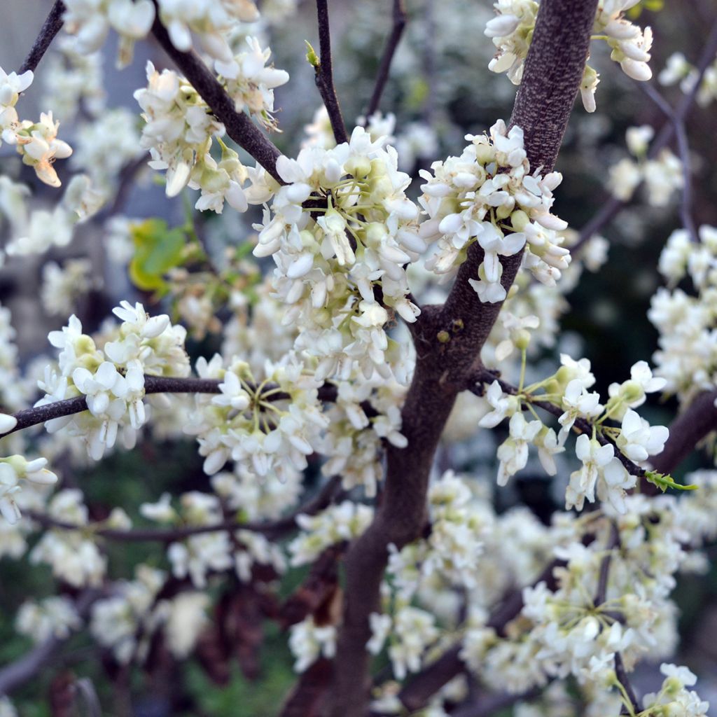 Cercis canadensis Texas White - Gainier du Canada