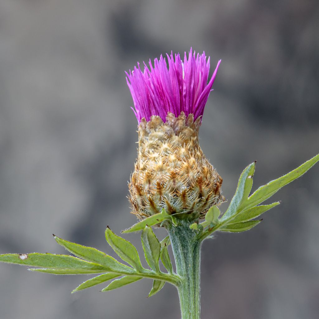 Cirsium rivulare Trevors Blue Wonder - Cirse des rives