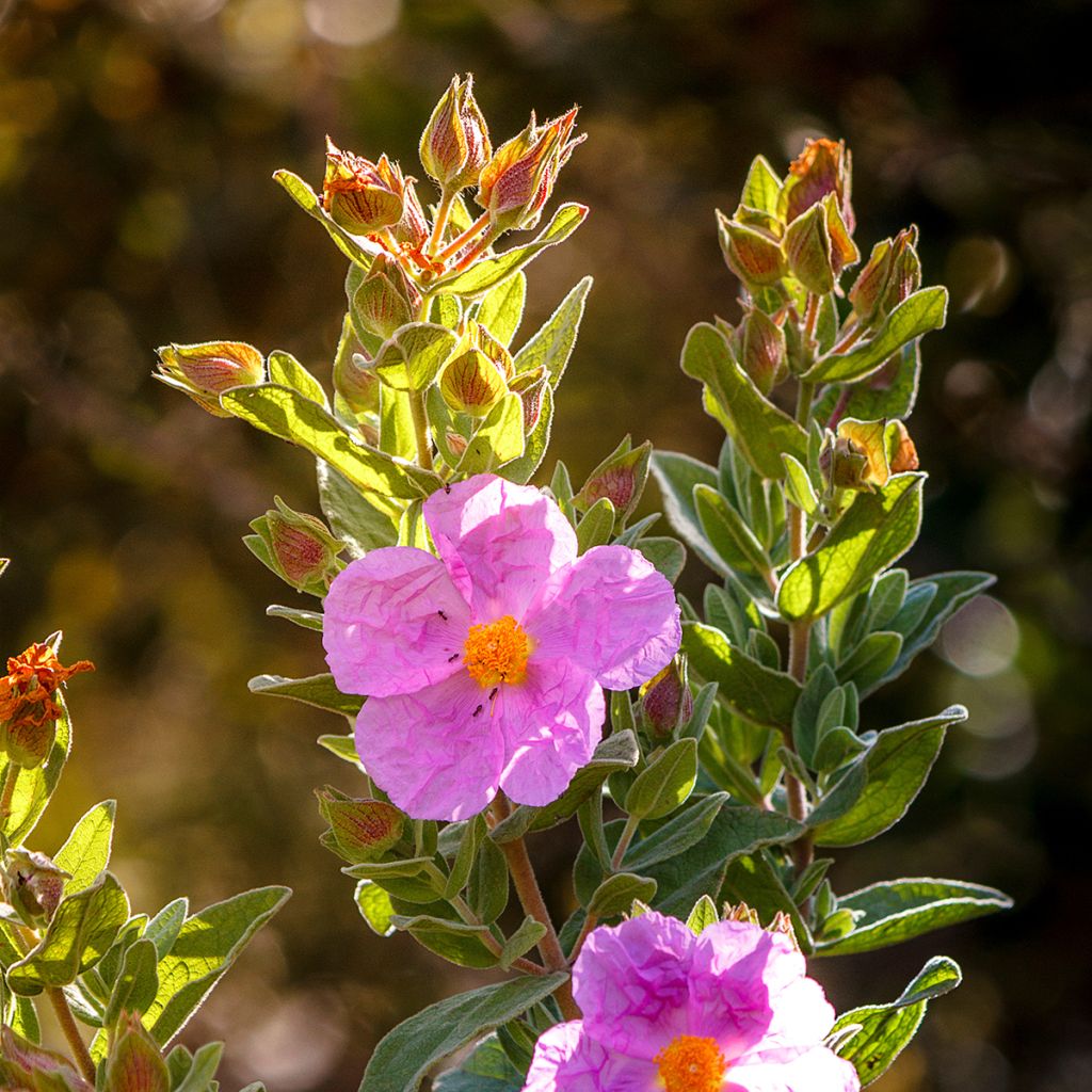 Cistus albidus - Ciste cotonneux