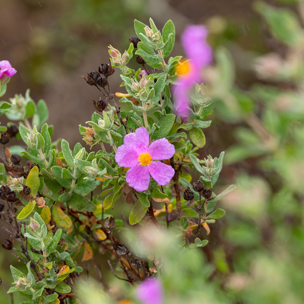 Cistus albidus - Ciste cotonneux