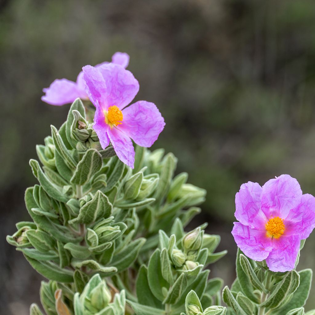 Cistus albidus - Ciste cotonneux