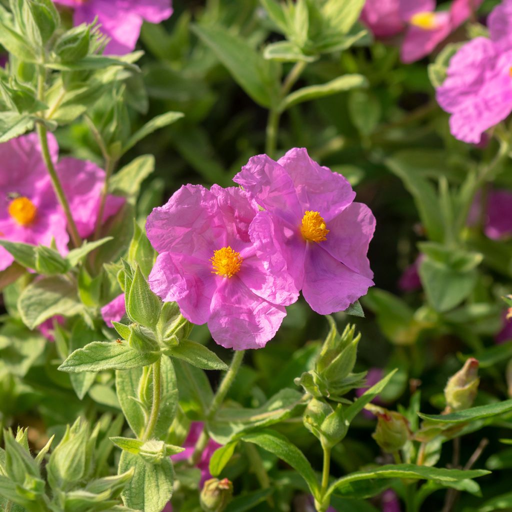 Cistus albidus - Ciste cotonneux