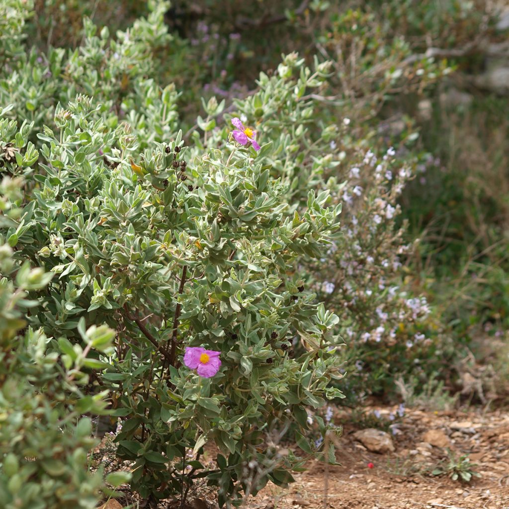 Cistus albidus - Ciste cotonneux