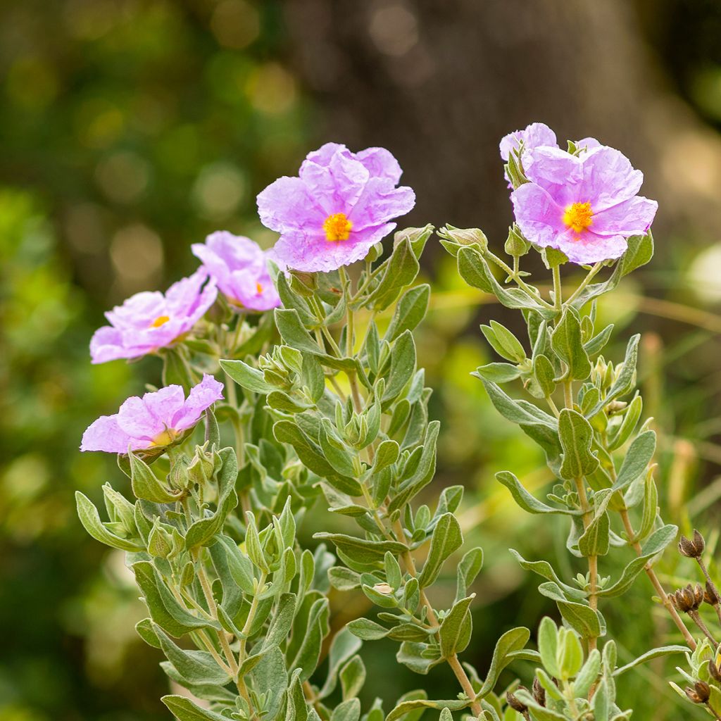 Cistus albidus - Ciste cotonneux