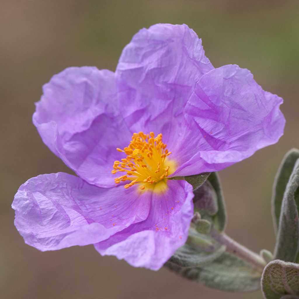 Cistus albidus - Ciste cotonneux