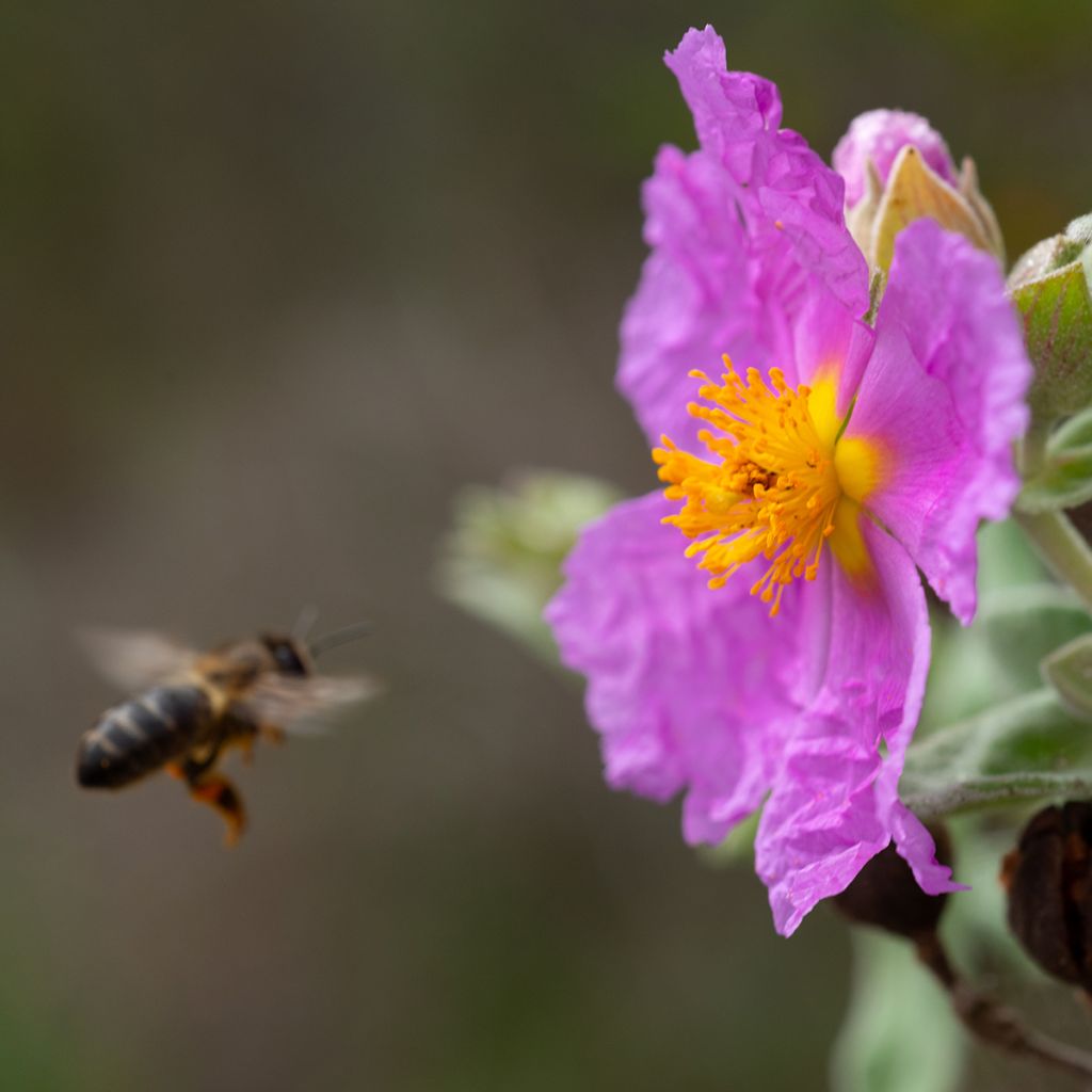 Cistus albidus - Ciste cotonneux