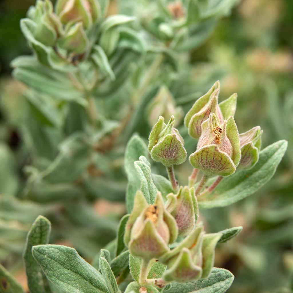 Cistus albidus - Ciste cotonneux